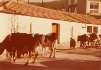 VACAS