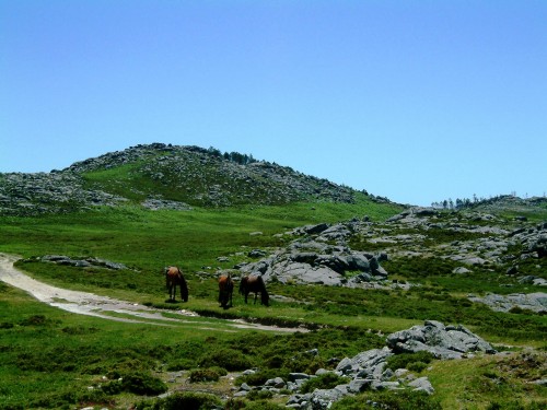 cavalos serra freita